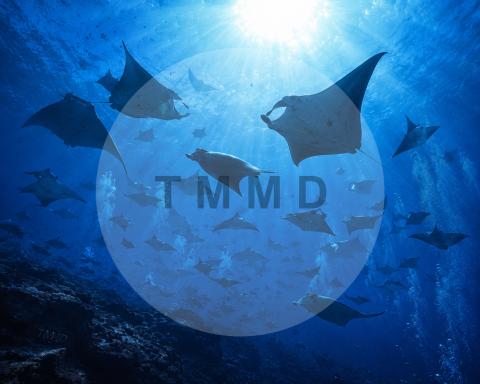 Storm of Manta Rays